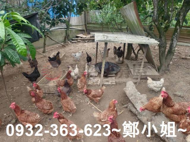 龍潭農舍-9