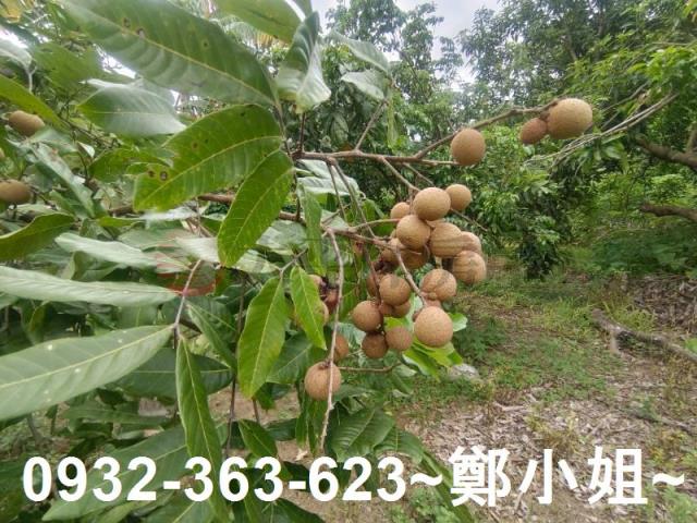龍潭農舍-7