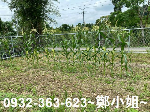 桃園大溪農地-4