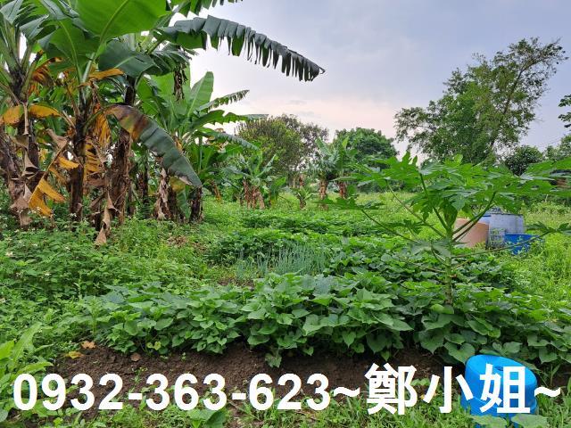 蘆竹農地-1