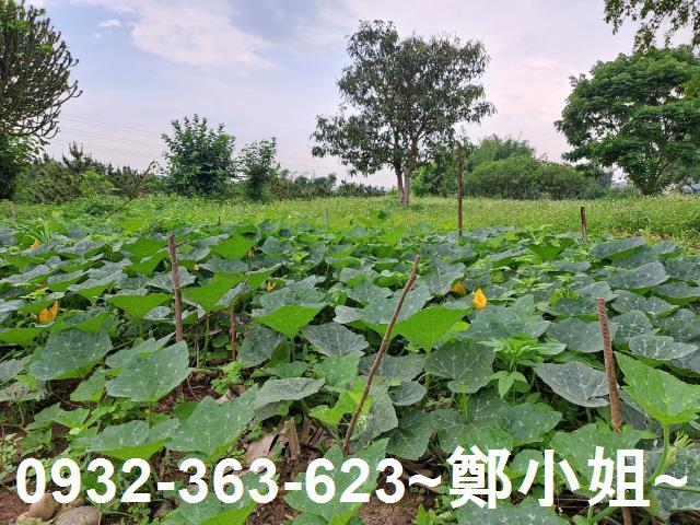蘆竹農地-5