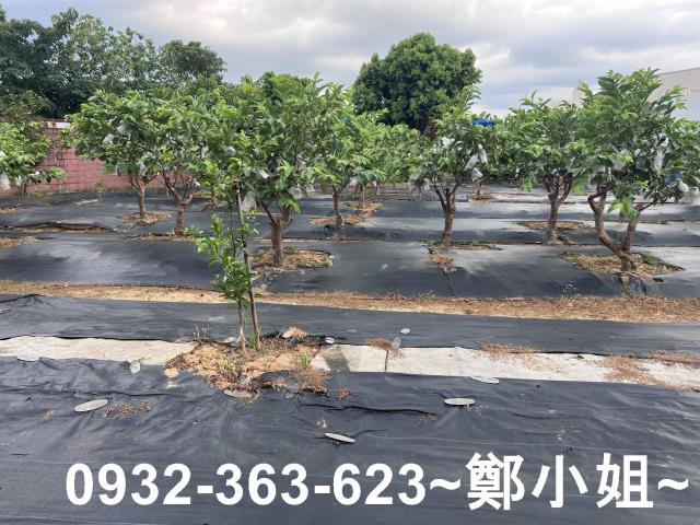 桃園八德農地-8