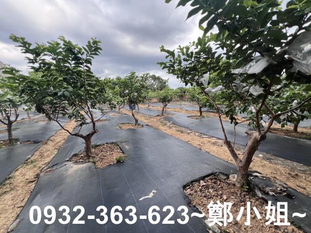 桃園八德農地-12