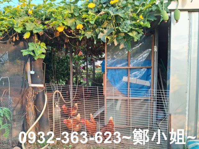 新屋農地-9