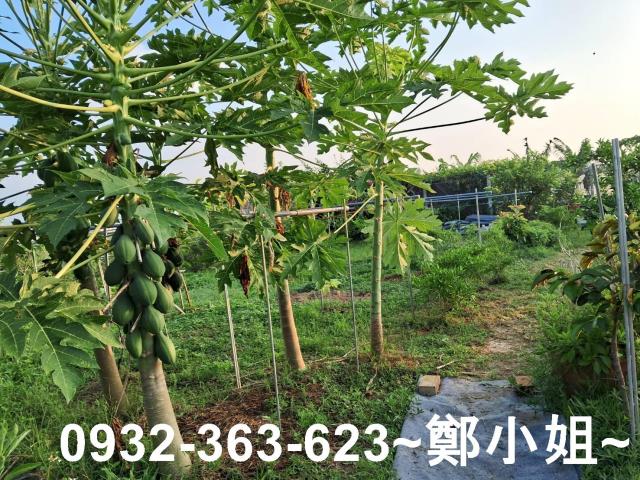 新屋農地-12