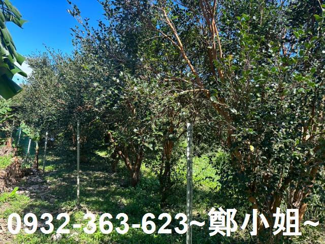 桃園農地-2