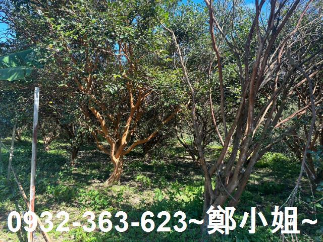 桃園農地-4