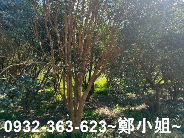桃園農地-5