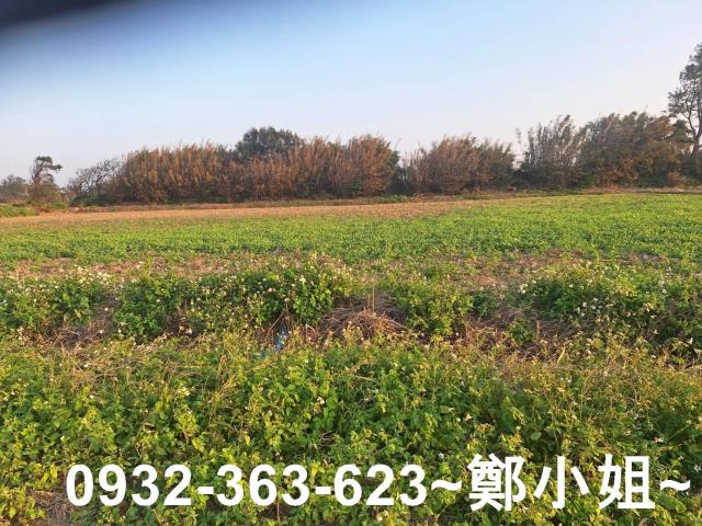 觀音農地-11