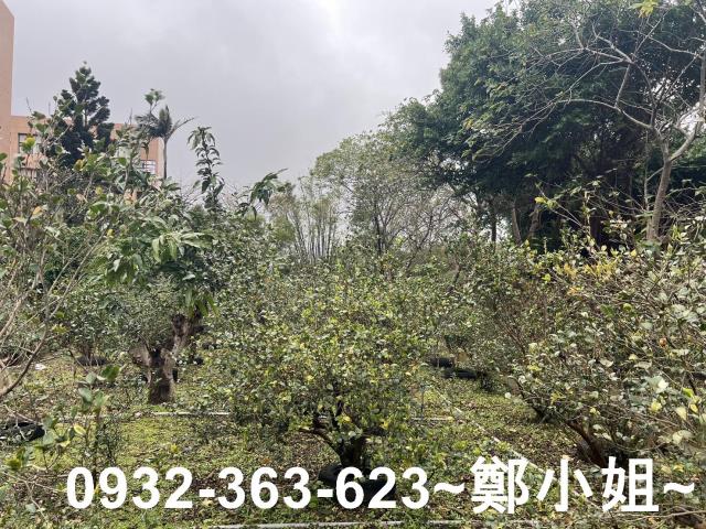 中壢農地-5