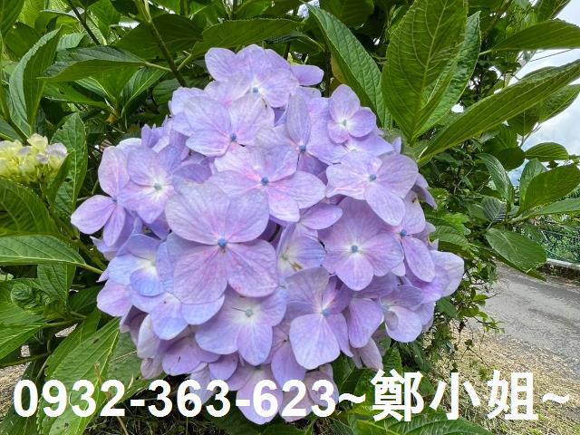 桃園復興農地-9