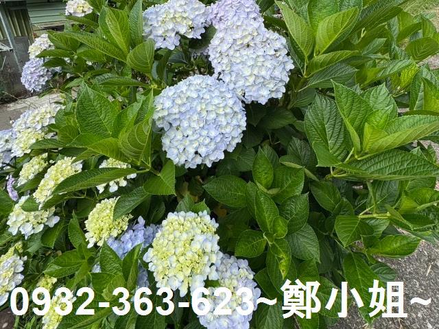 桃園復興農地-10