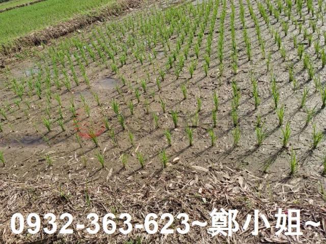 桃園區農地-3
