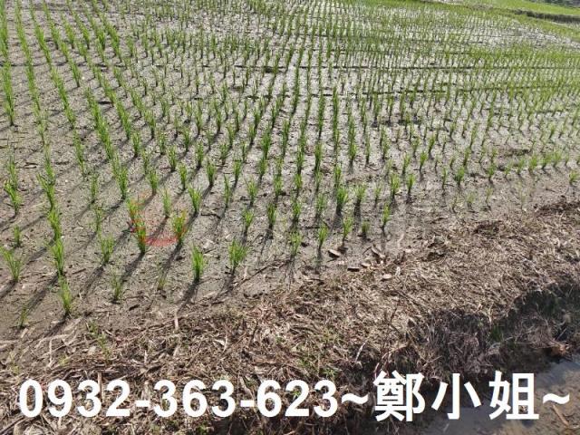 桃園區農地-4