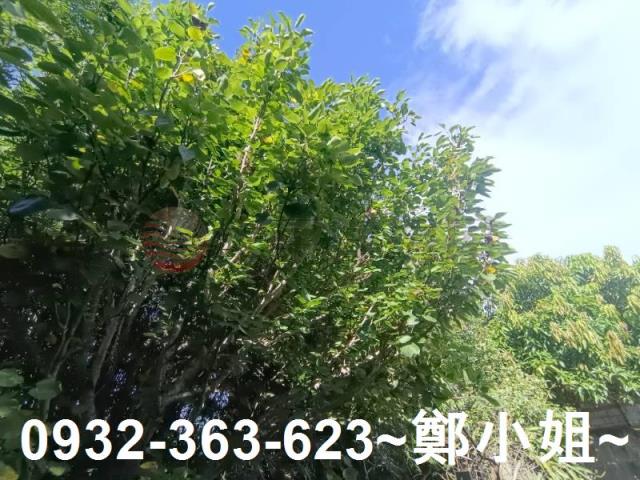 桃園農地-9