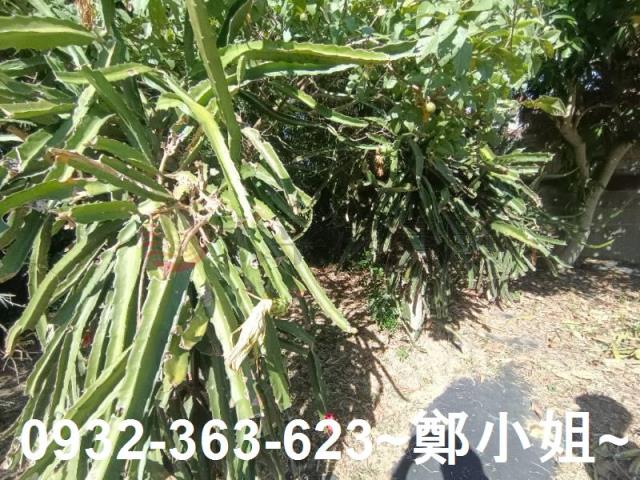桃園農地-10