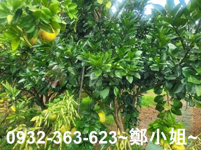 桃園復興農地-7