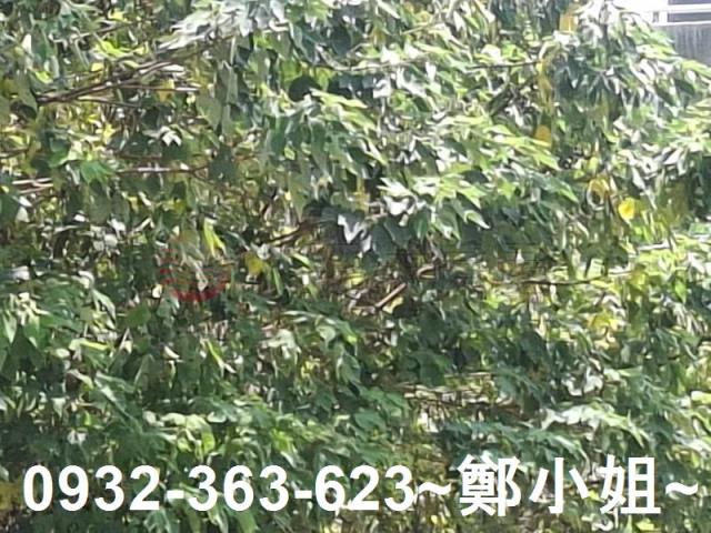 桃園農地-1
