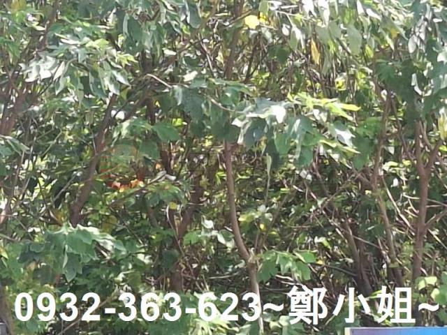 桃園農地-2