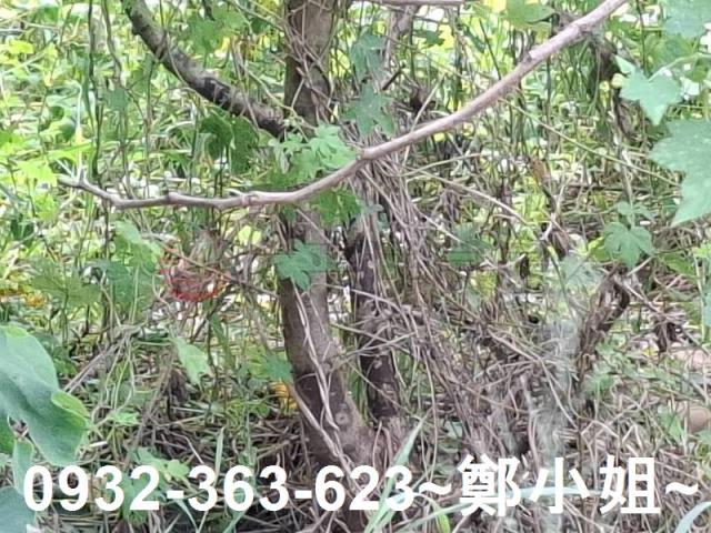 桃園農地-4