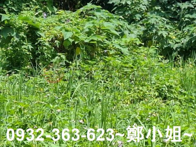 桃園農地-5