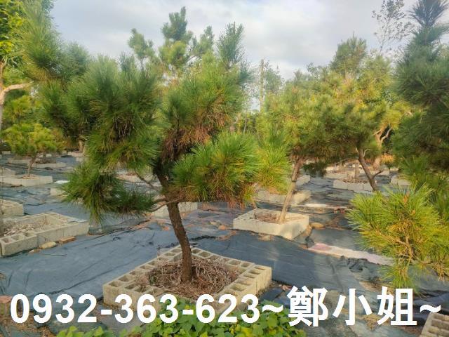 桃園農地-1